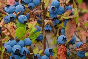 Blue berries close up.