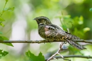 Photo of One of the Prettiest Birds of Ontario