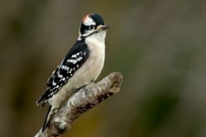 Photo of One of the Prettiest Birds of Ontario